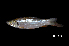  (Leptobarbus hoevenii - BIF4976)  @11 [ ] CreativeCommons  Attribution Non-Commercial Share-Alike (2016) Nicolas HUBERT IRD