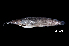  (Clarias sp. 1 - BIF5013)  @11 [ ] CreativeCommons  Attribution Non-Commercial Share-Alike (2016) Nicolas HUBERT IRD