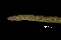  (Lamnostoma sp - BIF5418)  @11 [ ] CreativeCommons  Attribution Non-Commercial Share-Alike (2016) Nicolas HUBERT IRD