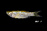  (Rasbora sp. 5 - BIF5657)  @11 [ ] CreativeCommons  Attribution Non-Commercial Share-Alike (2016) Nicolas HUBERT IRD