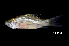  (Osteochilus kappenii - BIF5709)  @11 [ ] CreativeCommons  Attribution Non-Commercial Share-Alike (2016) Nicolas HUBERT IRD