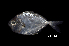  (Leiognathus sp - BIF5989)  @11 [ ] CreativeCommons  Attribution Non-Commercial Share-Alike (2016) Nicolas HUBERT IRD