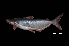  (Pangasius kunyit - BIF6302)  @11 [ ] CreativeCommons  Attribution Non-Commercial Share-Alike (2016) Nicolas HUBERT IRD