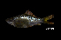  (Osteochilus borneensis - BIF6440)  @11 [ ] CreativeCommons  Attribution Non-Commercial Share-Alike (2016) Nicolas HUBERT IRD
