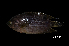  (Pristolepis grootii - BIF6547)  @11 [ ] CreativeCommons  Attribution Non-Commercial Share-Alike (2016) Nicolas HUBERT IRD