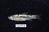  (Rasbora baliensis - BIF2562)  @13 [ ] CreativeCommons - Attribution Non-Commercial Share-Alike (2014) Nicolas HUBERT IRD