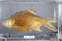  ( - 2006-0565)  @11 [ ] CreativeCommons  Attribution Non-Commercial Share-Alike (2017) Larry Page FLMNH