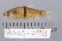  ( - 2005-0995)  @11 [ ] CreativeCommons  Attribution Non-Commercial Share-Alike (2017) Larry Page FLMNH