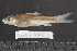  (Lobocheilos schwanefeldii - 2005-1009)  @11 [ ] CreativeCommons  Attribution Non-Commercial Share-Alike (2017) Larry Page FLMNH