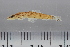  (Neohomaloptera johorensis - 2006-0651)  @11 [ ] CreativeCommons  Attribution Non-Commercial Share-Alike (2017) Larry Page FLMNH