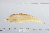  (Ompok hypophthalmus - 2005-0828)  @11 [ ] CreativeCommons  Attribution Non-Commercial Share-Alike (2017) Larry Page FLMNH