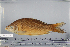  (Osteochilus melanopleura - 2005-0862)  @11 [ ] CreativeCommons  Attribution Non-Commercial Share-Alike (2017) Larry Page FLMNH