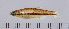  (Rasbora jacobsoni - 2005-0919)  @11 [ ] CreativeCommons  Attribution Non-Commercial Share-Alike (2017) Larry Page FLMNH