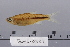  (Rasbora paucisqualis - 2006-0587)  @11 [ ] CreativeCommons  Attribution Non-Commercial Share-Alike (2017) Larry Page FLMNH