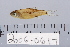  (Rasbora spilotaenia - 2006-0617)  @11 [ ] CreativeCommons  Attribution Non-Commercial Share-Alike (2017) Larry Page FLMNH