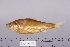  (Thynnichthys polylepis - 2005-0869)  @11 [ ] CreativeCommons  Attribution Non-Commercial Share-Alike (2017) Larry Page FLMNH