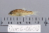  ( - 2006-0608)  @11 [ ] CreativeCommons  Attribution Non-Commercial Share-Alike (2017) Larry Page FLMNH