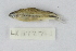  (Rasbora patrickyapi - LR10177)  @11 [ ] CreativeCommons  Attribution Non-Commercial Share-Alike (2017) Lukas Rüber NMBE