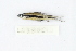  ( - LR09886)  @11 [ ] CreativeCommons  Attribution Non-Commercial Share-Alike (2017) Lukas Rüber NMBE