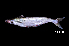  (Pangasius polyuranodon - BIF8142)  @11 [ ] CreativeCommons  Attribution Non-Commercial Share-Alike (2016) Nicolas HUBERT IRD