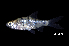  (Desmopuntius endecanalis - BIF8893)  @11 [ ] CreativeCommons  Attribution Non-Commercial Share-Alike (2016) Nicolas HUBERT IRD