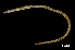  (Lamnostoma mindora - BIF04076)  @11 [ ] CreativeCommons  Attribution Non-Commercial Share-Alike (2019) Nicolas Hubert IRD