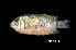  (Helostoma - BIF09243)  @11 [ ] CreativeCommons  Attribution Non-Commercial Share-Alike (2019) Nicolas Hubert IRD