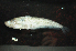  (Ompok miostoma - BIF09289)  @11 [ ] CreativeCommons  Attribution Non-Commercial Share-Alike (2019) Nicolas Hubert IRD