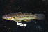  ( - BIF10292)  @11 [ ] CreativeCommons  Attribution Non-Commercial Share-Alike (2019) Nicolas Hubert IRD