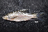  (Lobocheilos kajanensis - BIF09641)  @11 [ ] CreativeCommons  Attribution Non-Commercial Share-Alike (2019) Nicolas Hubert IRD