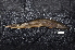  (Macrognathus keithi - BIF09645)  @11 [ ] CreativeCommons  Attribution Non-Commercial Share-Alike (2019) Nicolas Hubert IRD