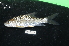  (Tor soro - BIF09958)  @11 [ ] CreativeCommons  Attribution Non-Commercial Share-Alike (2019) Nicolas Hubert IRD
