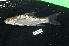  (Lobocheilos bo - BIF09959)  @11 [ ] CreativeCommons  Attribution Non-Commercial Share-Alike (2019) Nicolas Hubert IRD
