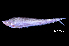  (Hemisilurus heterorhynchus - BIF7363)  @11 [ ] CreativeCommons  Attribution Non-Commercial Share-Alike (2016) Nicolas HUBERT IRD