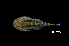  (Gastromyzon - BIF7400)  @11 [ ] CreativeCommons  Attribution Non-Commercial Share-Alike (2016) Nicolas HUBERT IRD