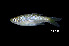  (Rasbora rutteni - BIF7571)  @11 [ ] CreativeCommons  Attribution Non-Commercial Share-Alike (2016) Nicolas HUBERT IRD