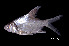  ( - BIF7592)  @11 [ ] CreativeCommons  Attribution Non-Commercial Share-Alike (2016) Nicolas HUBERT IRD