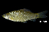  (Osteochilus spilurus - BIF7662)  @11 [ ] CreativeCommons  Attribution Non-Commercial Share-Alike (2016) Nicolas HUBERT IRD