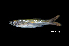  (Rasbora borneensis - BIF7756)  @11 [ ] CreativeCommons  Attribution Non-Commercial Share-Alike (2016) Nicolas HUBERT IRD