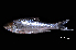  (Thynnichthys vaillanti - BIF7993)  @11 [ ] CreativeCommons  Attribution Non-Commercial Share-Alike (2016) Nicolas HUBERT IRD