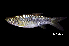  (Rasbora volzii - BIF8195)  @11 [ ] CreativeCommons  Attribution Non-Commercial Share-Alike (2016) Nicolas HUBERT IRD