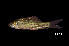  (Osteochilus enneaporos - BIF8225)  @11 [ ] CreativeCommons  Attribution Non-Commercial Share-Alike (2016) Nicolas HUBERT IRD