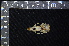  (Rattus tanezumi - IRD BT-0025)  @11 [ ] CreativeCommons  Attribution Non-Commercial Share-Alike (2016) Yuli Sulistya Fitriana Indonesian Institute of Sciences, Museum Zoologicum Bogoriense