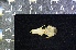  ( - IRD KMN-0015)  @11 [ ] CreativeCommons  Attribution Non-Commercial Share-Alike (2016) Yuli Sulistya Fitriana Indonesian Institute of Sciences, Museum Zoologicum Bogoriense