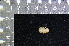  ( - IRD KMN-0041)  @11 [ ] CreativeCommons  Attribution Non-Commercial Share-Alike (2016) Yuli Sulistya Fitriana Indonesian Institute of Sciences, Museum Zoologicum Bogoriense
