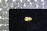  (Emballonura beccarii - IRD KMN-0041)  @11 [ ] CreativeCommons  Attribution Non-Commercial Share-Alike (2016) Yuli Sulistya Fitriana Indonesian Institute of Sciences, Museum Zoologicum Bogoriense
