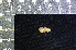  ( - IRD KMN-0041)  @11 [ ] CreativeCommons  Attribution Non-Commercial Share-Alike (2016) Yuli Sulistya Fitriana Indonesian Institute of Sciences, Museum Zoologicum Bogoriense