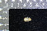  ( - IRD KMN-0042)  @11 [ ] CreativeCommons  Attribution Non-Commercial Share-Alike (2016) Yuli Sulistya Fitriana Indonesian Institute of Sciences, Museum Zoologicum Bogoriense