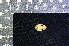  ( - IRD KMN-0042)  @11 [ ] CreativeCommons  Attribution Non-Commercial Share-Alike (2016) Yuli Sulistya Fitriana Indonesian Institute of Sciences, Museum Zoologicum Bogoriense