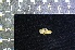  ( - IRD KMN-0042)  @11 [ ] CreativeCommons  Attribution Non-Commercial Share-Alike (2016) Yuli Sulistya Fitriana Indonesian Institute of Sciences, Museum Zoologicum Bogoriense